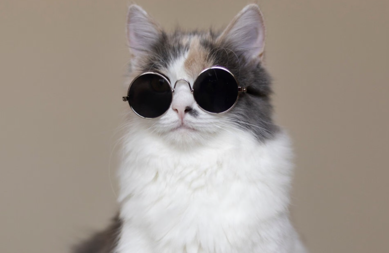 El meme del día explicado